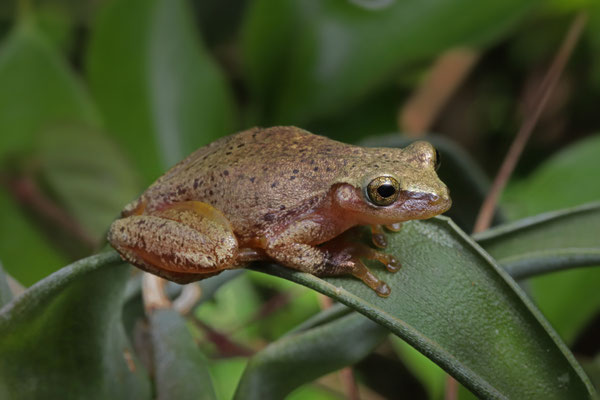 Chimalapa Treefrog (Exerodonta chimalapa) female