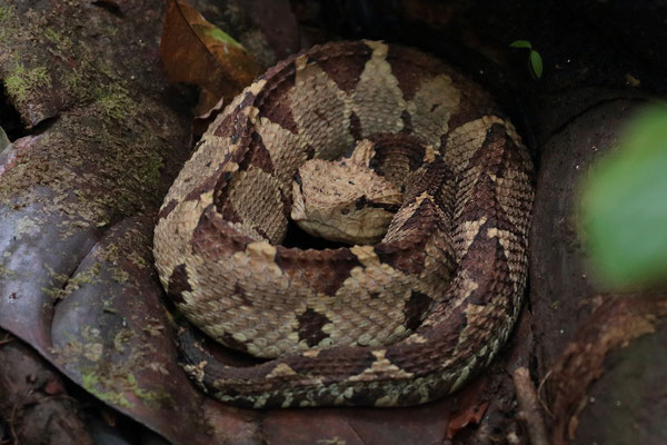 Central American Jumping Pitviper (Metlapilcoatlus mexicanus)