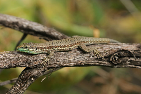Troodos Lizard (Phoenicolacerta troodica)