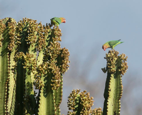 Lilian's Lovebird (Agapornis lilianae)