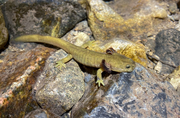 Central Asian Salamander (Ranodon sibiricus) larvae