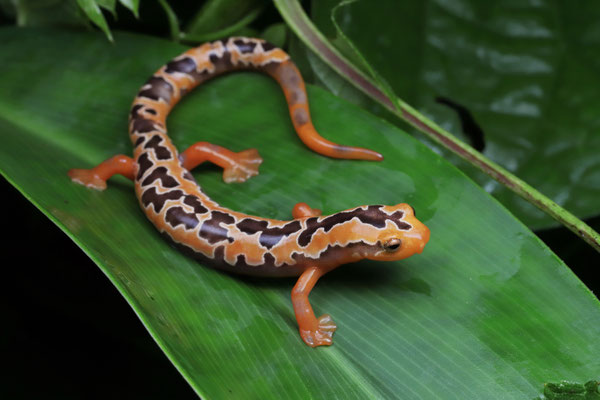 Yellowbelly Mushroomtongue Salamander (Bolitoglossa flaviventris)