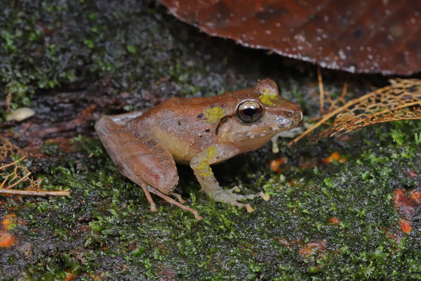 Slim-fingered Rain Frog (Craugastor crassidigitus) with the typical green blotches seen in animals from the Pacific populations.