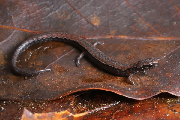 Macdougall's Pygmy Salamander (Thorius macdougalli) 