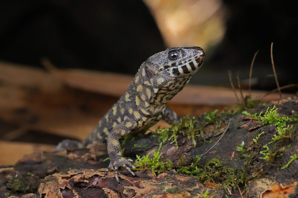 Reticulated Tropical Night Lizard (Lepidophyma reticulatum)