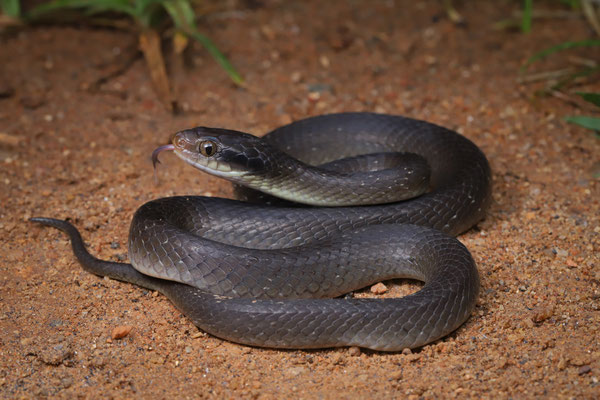 Herald Snake (Crotaphopeltis hotambouia) 