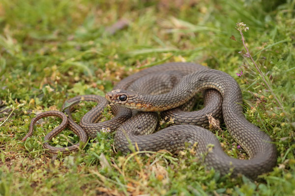Caspian Whip Snake (Dolichophis caspius) 
