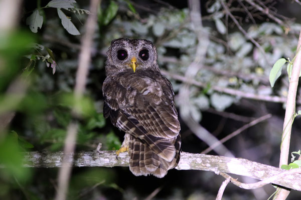African wood owl (Strix woodfordii) © Rick Middelbos