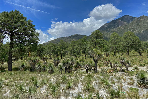 Habitat of Crotalus scutulatus salvini.