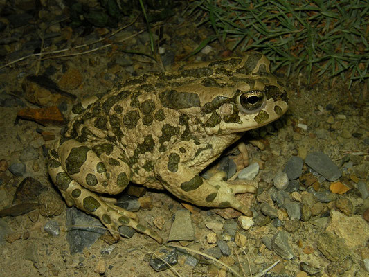 Turan Toad (Bufotes turanensis)