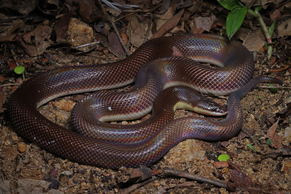 Mexican Burrowing Python (Loxocemus bicolor)