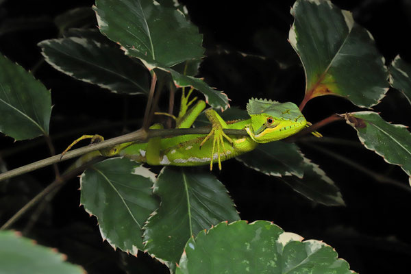 Young Serrated Casquehead Iguana (Laemanctus serratus) chilling in the coastal scrub.