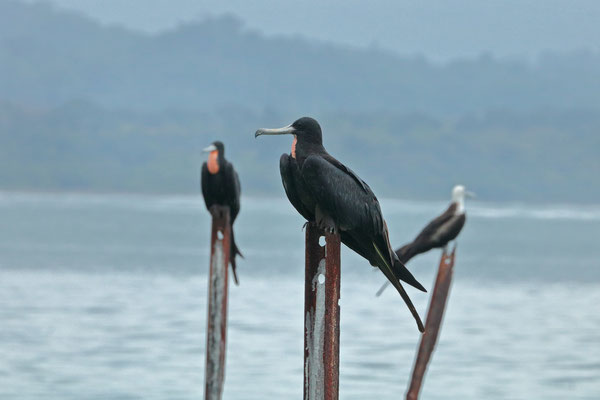 Magnificent Frigatebird (Fregata magnifiscens)