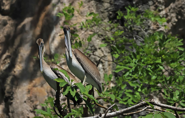 Brown Pelicans (Pelecanus occidentalis)