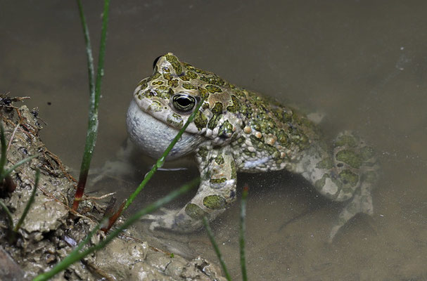 Green Toad (Bufotes viridis) calling male