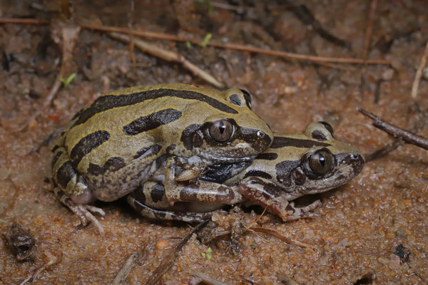 Bubbling Kassina (Kassina senegalensis)