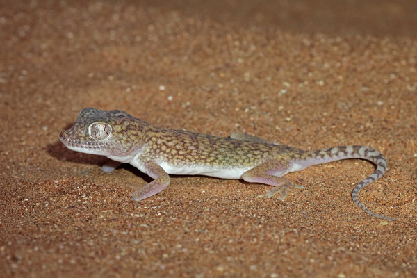 Dune Sand Gecko (Stenodactylus doriae)