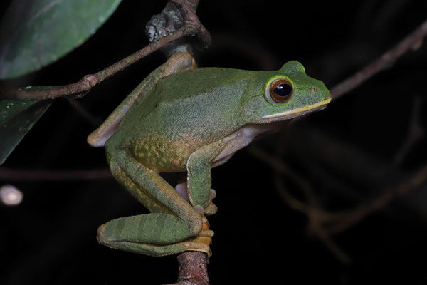 White-lipped Bright-eyed Frog (Boophis albilabris) 
