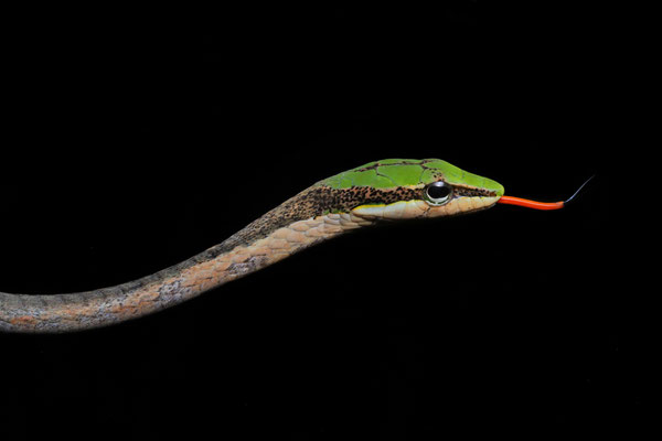 Eastern Vine Snake (Thelotornis mossambicanus) 