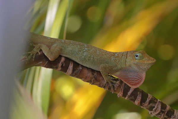 The spying glance of this female Oaxacan Giant Canopy Anole (Anolis macrinii) made us discover two additional individuals...