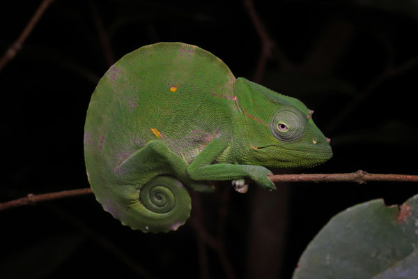 Usambara Three-horned Chameleon (Trioceros deremensis)