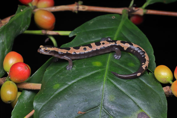 Salvin's Mushroomtongue Salamander (Bolitoglossa salvinii) 