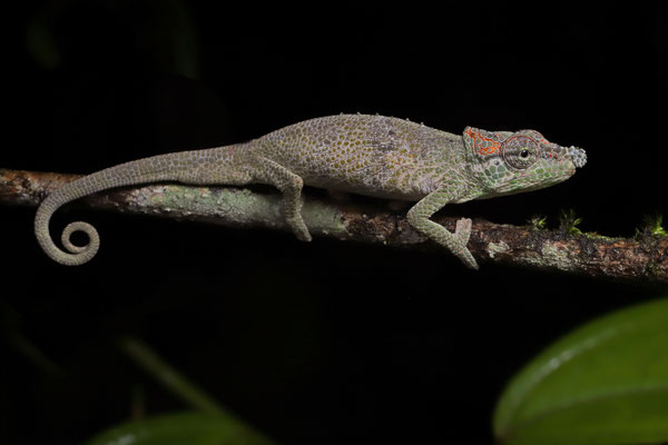 Ranomafana Nosed Chameleon (Calumma tjiasmantoi)