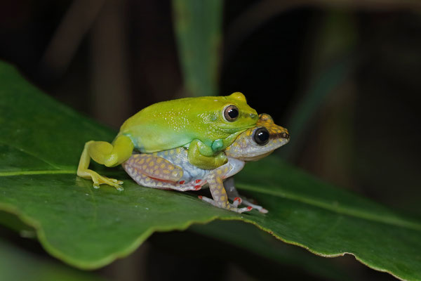 Spotted Reed Frog (Hyperolius guttulatus) amplexus