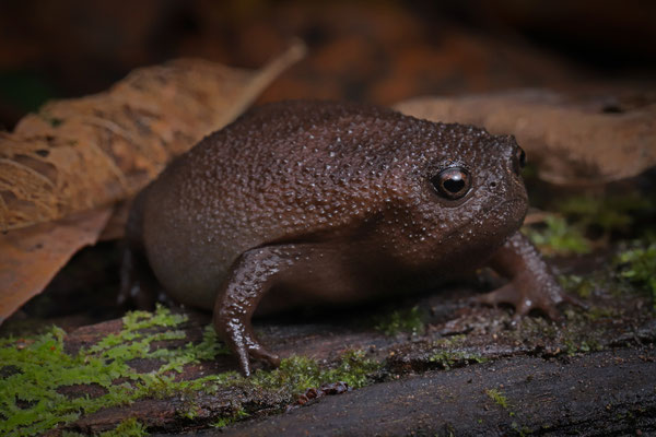 Black Rain Frog (Breviceps fuscus)