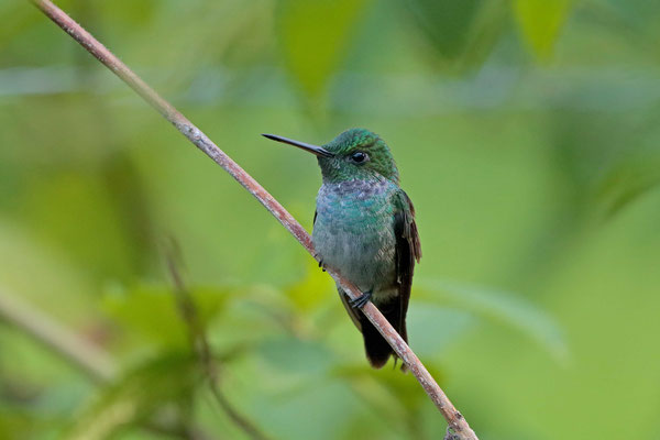 Violet-headed Hummingbird (Klais guimeti)
