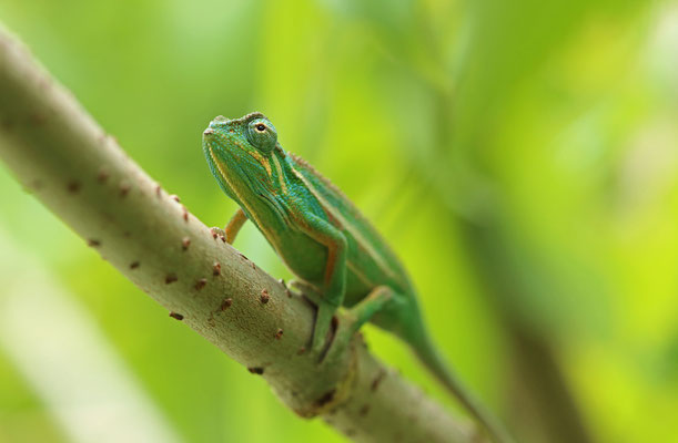 Montane Side-striped Chameleon (Trioceros ellioti) 