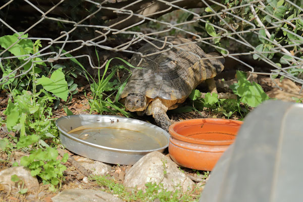 Marginated Tortoise (Testudo marginata) having a drink from a water bowl put out for stray cats. 