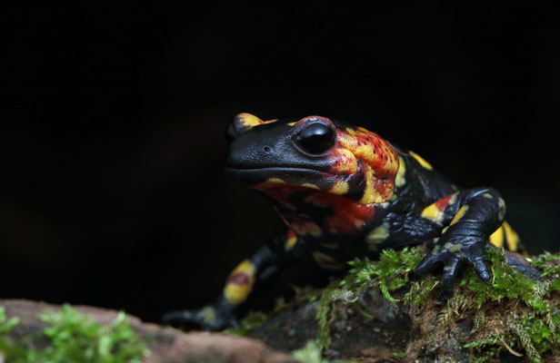 Fire Salamander (Salamandra salamandra morenica)