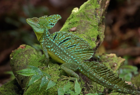 Green Basilisk (Basiliscus plumifrons) 