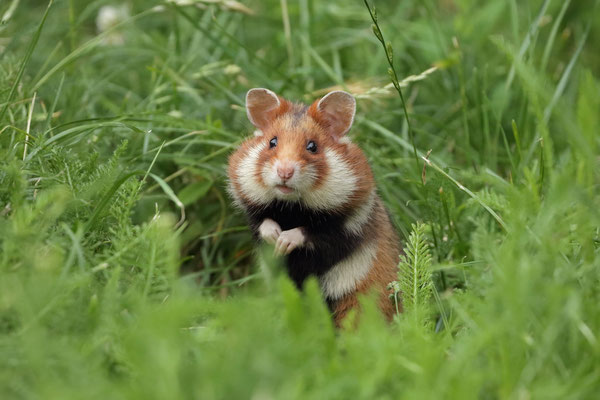 European Hamster (Cricetus cricetus)