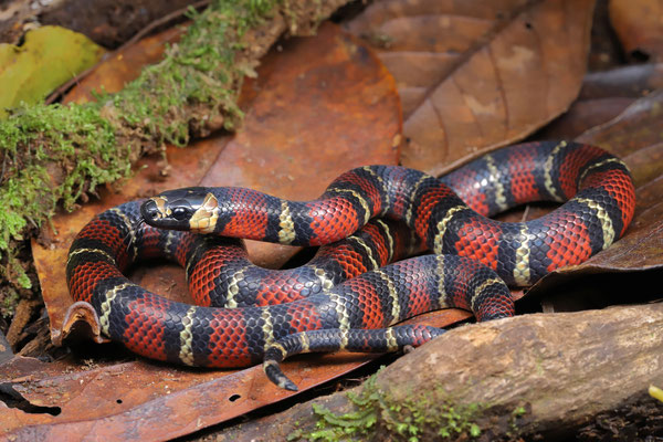 Tropical Black Milksnake (Lampropeltis micropholis) 