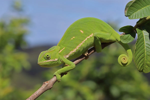 Flap-necked Chameleon (Chamaeleo dilepis) 