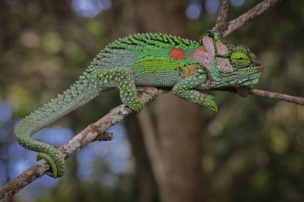 Knysna Dwarf Chameleon (Bradypodion damaranum)