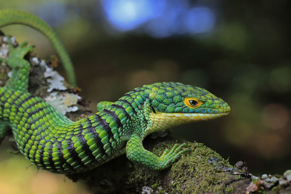 Green Arboreal Alligator Lizard (Abronia graminea)