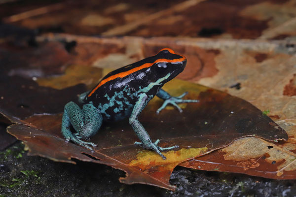 Golfo Dulce Poison Dart Frog (Phyllobates vittatus)