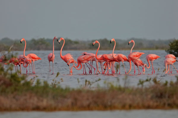 American Flamingos (Phoenicopterus ruber) at sunset