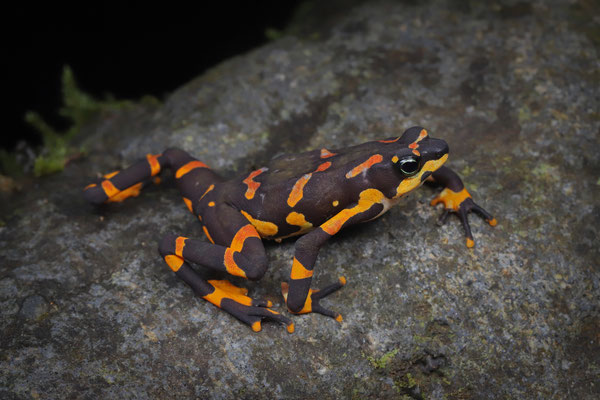 Variable Harlequin Toad (Atelopus varius)