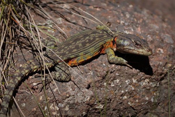Drakensberg Crag Lizard (Pseudocordylus subviridis)