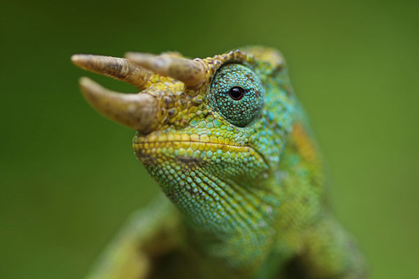 Rwenzori Three-horned Chameleon (Trioceros johnstoni)