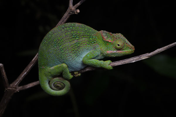 Hanang Hornless Chameleon (Kinyongia uthmoelleri) female