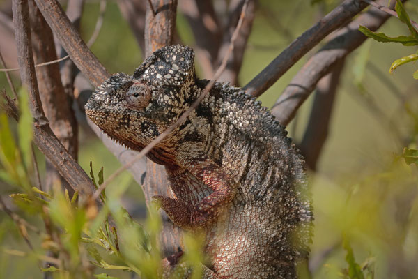Oustalet's Chameleon (Furcifer oustaleti)