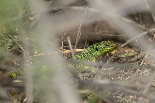Balkan Green Lizard (Lacerta trilineata), shy as ever.