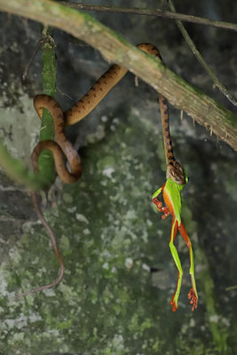 Northern Cat-eyed Snake (Leptodeira septentrionalis) eating a Black-eyed Leaf Frog (Agalychnis moreletii).