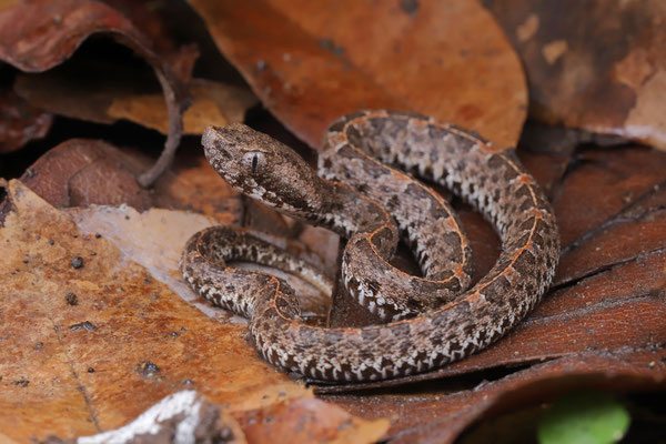 Dry Forest Hognosed Pitviper (Porthidium ophryomegas) baby