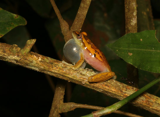 Silver-bladder Reed Frog (Hyperolius cystocandicans) calling male © Jelmer Groen